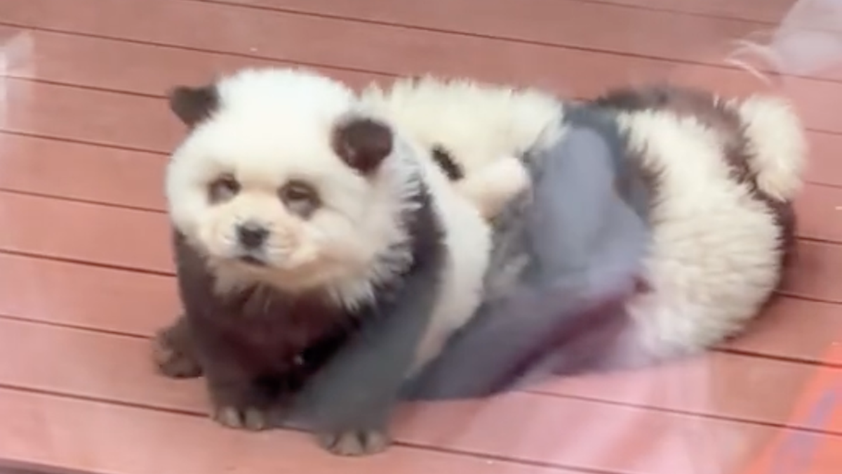 ‘Pandas’ at Chinese zoo are Chow Chow dogs dyed black and white NBC